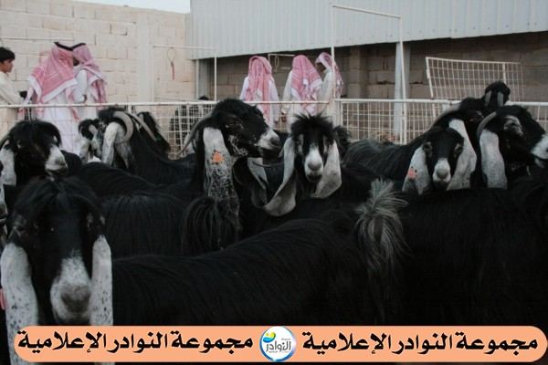 مزاد صالة حائل لنوادر الماعز العارض بعدسة النوادر 13/ 7 / 1434هـ